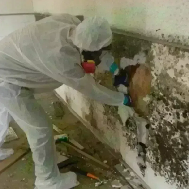 Mold Remediation and Removal in Security-Widefield, CO